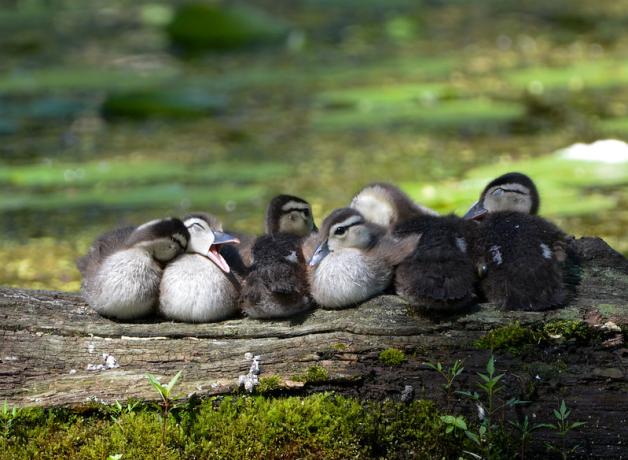 Wood ducklings
