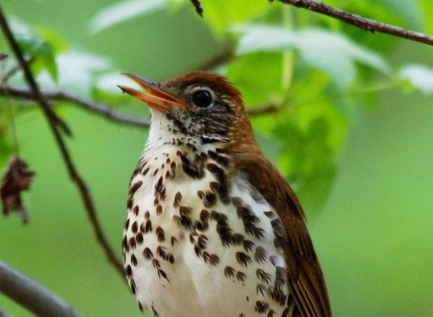 Wood Thrush singing
