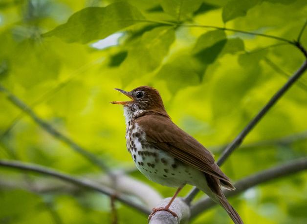 A small brown bird with white and brown spotted chest is singing, standing on a branch surrounded by greenery