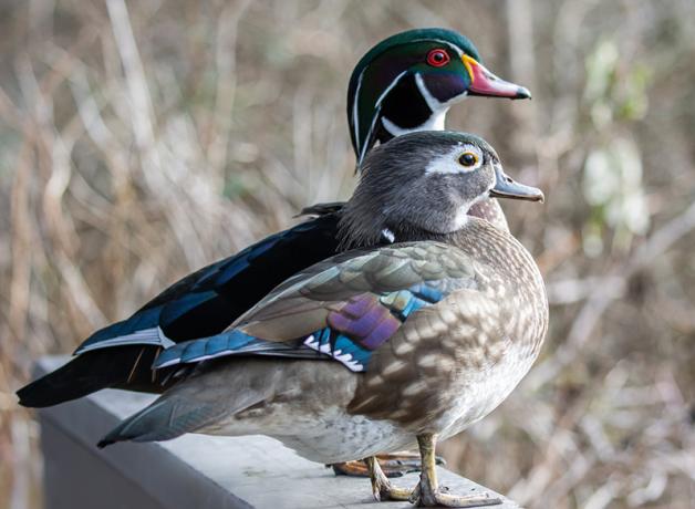 Pair of Wood Ducks
