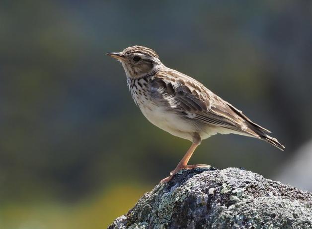 Woodlark - markings provide good grounf camouflage