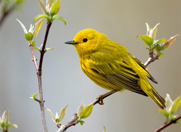 A bright yellow bird with black eyes and short sharp black beak sits on a narrow branch with new leaves showing.