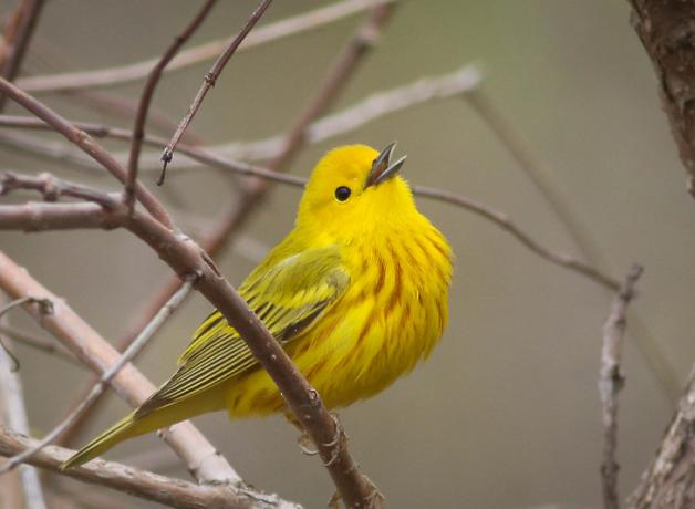 Yellow Warbler