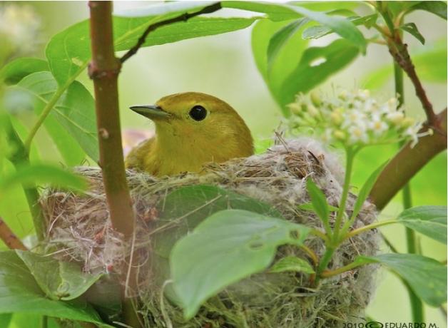 Yellow Warbler on nest