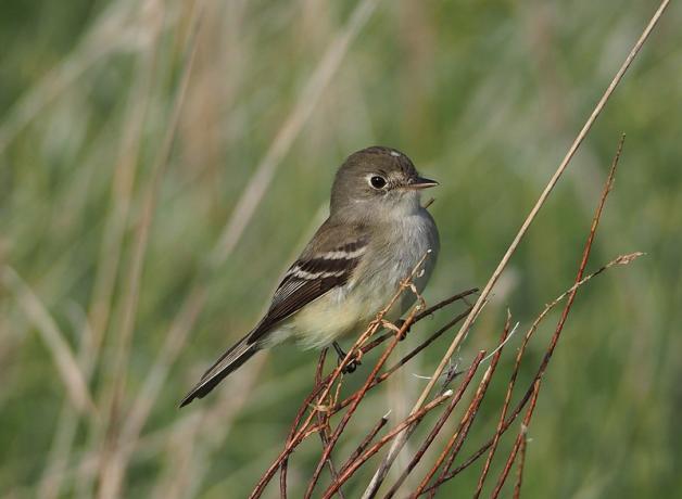 A Yellow-bellied Flycatcher perched on narrow branches