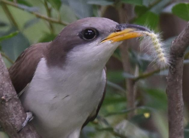 Yellow-billed Cuckoo with tent caterpillar in its beak