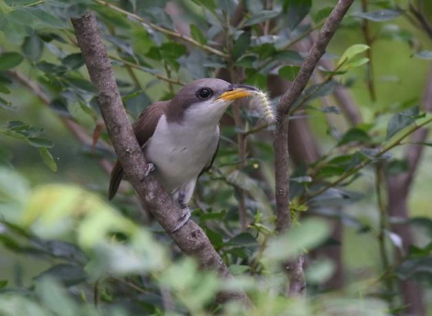 Yellow-billed Cuckoo with caterpillar