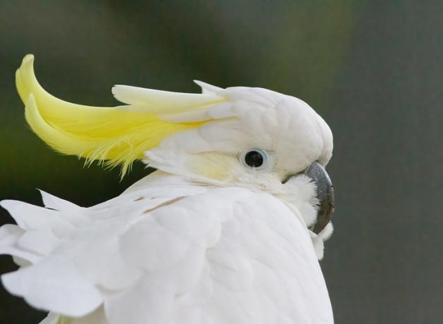 Yellow-crested Cockatoo with bright white plumage, lemon-yellow crest feather on its head, and a dark eye and beak.