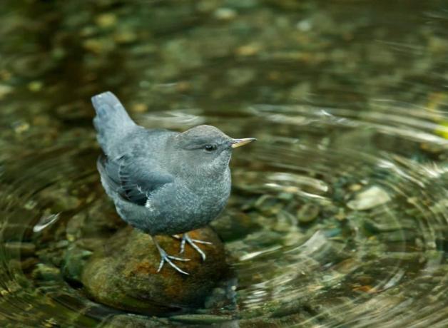 American Dipper standing in a slow stream.
