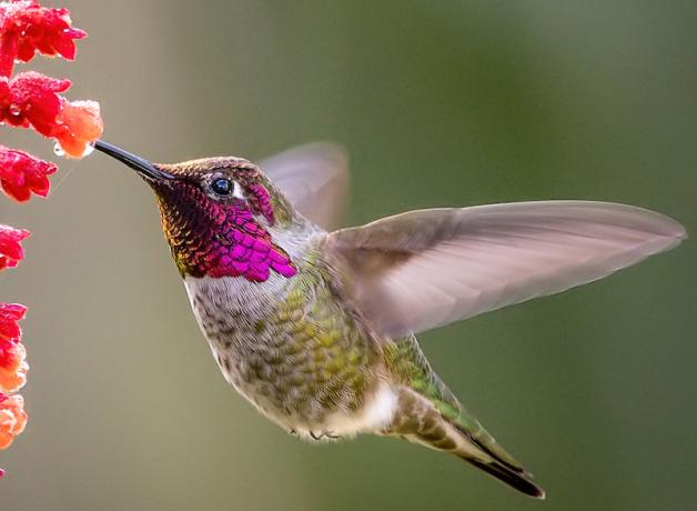 Anna's Hummingbird hovering while feeding