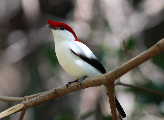Araripe Manakin