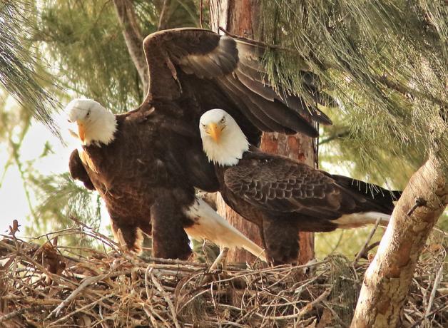 Pair of Bald Eagles in nest
