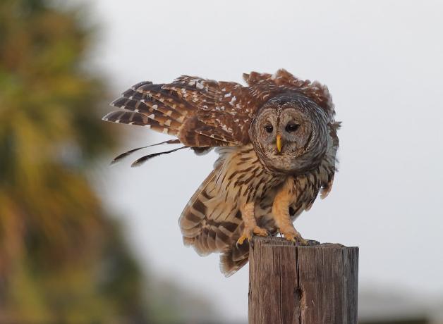 Barred Owl