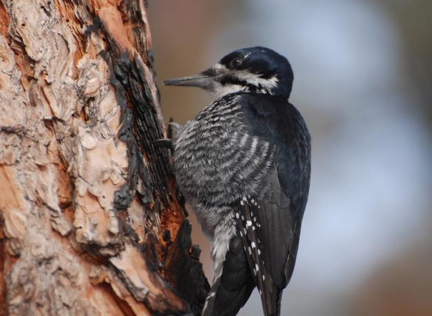 Black-backed Woodpecker