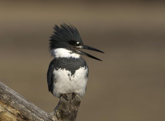 Belted Kingfisher