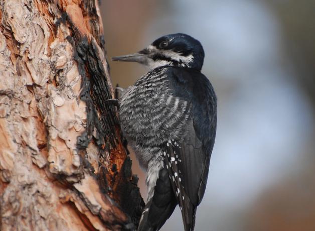 Female Black-backed Woodpecker on tree in burned forest