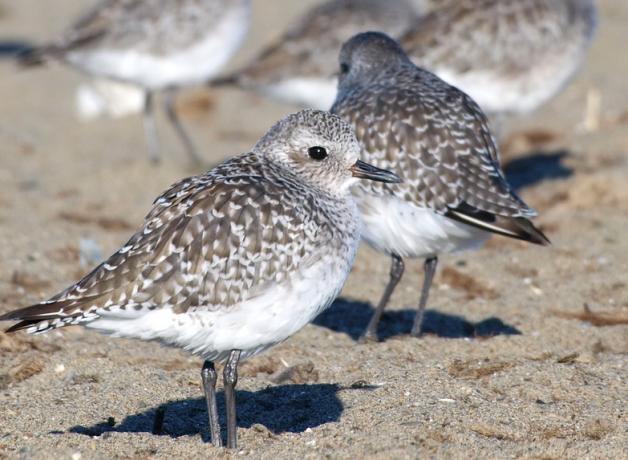 Black-bellied Plover