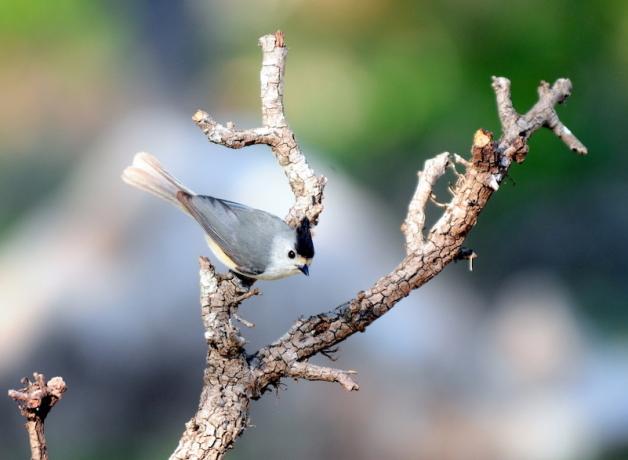 Black-crested Titmouse