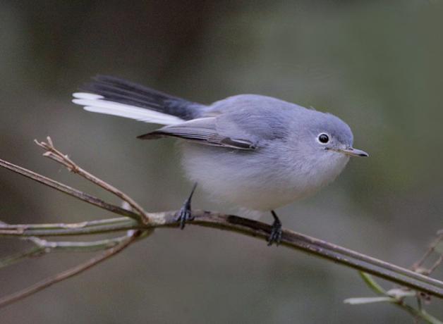 Blue-gray Gnatcatcher