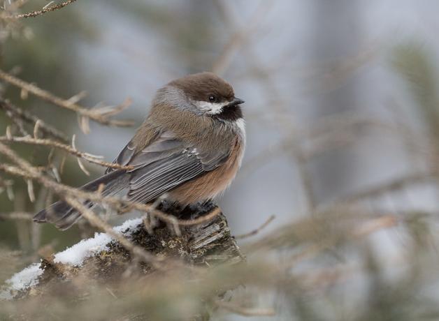 Boreal Chickadee
