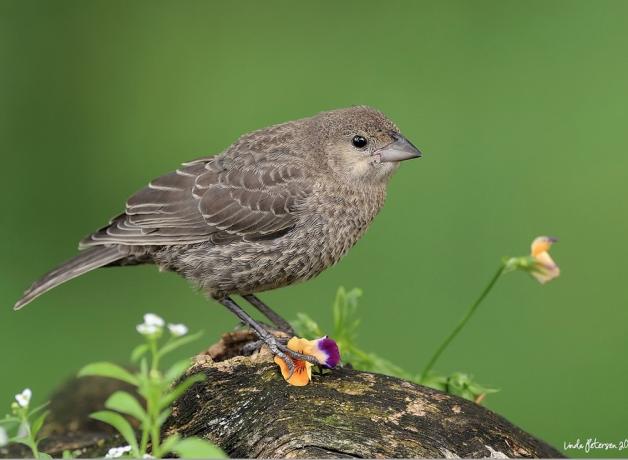 Female Brown-headed Cowbird, displaying her mottled light brown plumage and short sharp beak