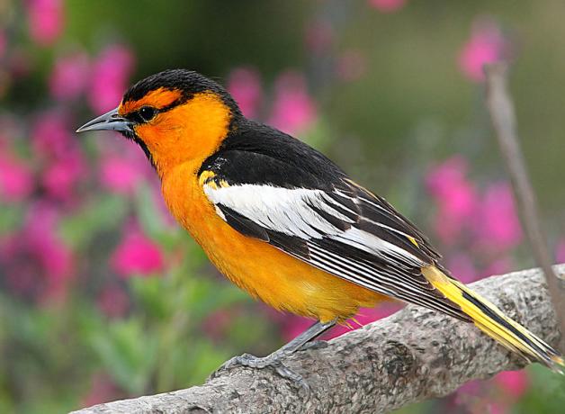 Bullock's Oriole