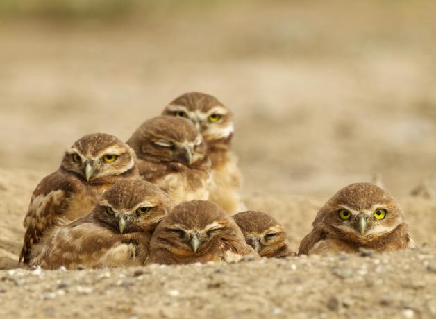 Burrowing Owl family