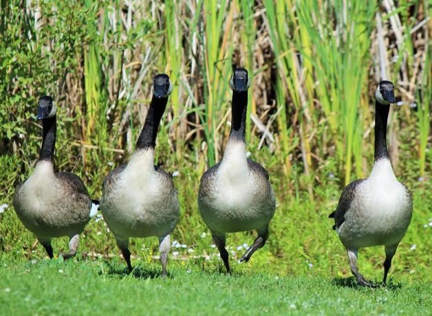 Canada Geese