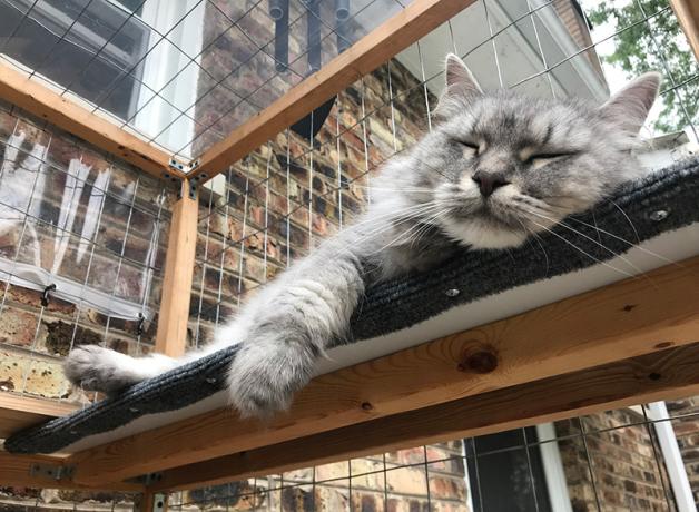 A fluffy grey cat snoozing on a padded shelf built into his secure outdoor catio.