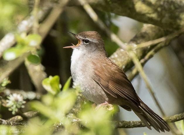Cettis Warbler