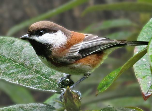 Chestnut-backed Chickadee