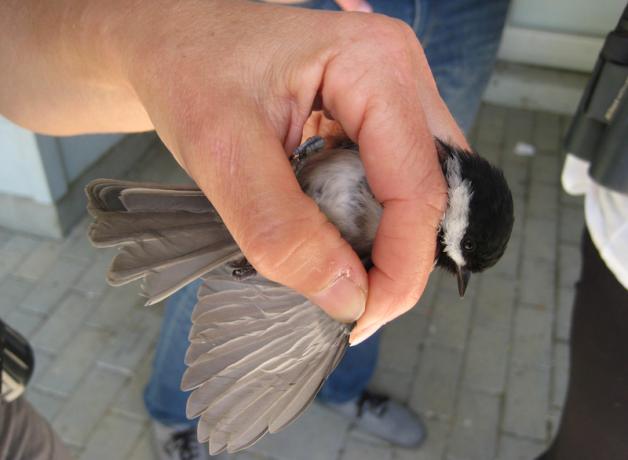 Chickadee in hand of Puget Sound Bird Observatory volunteer