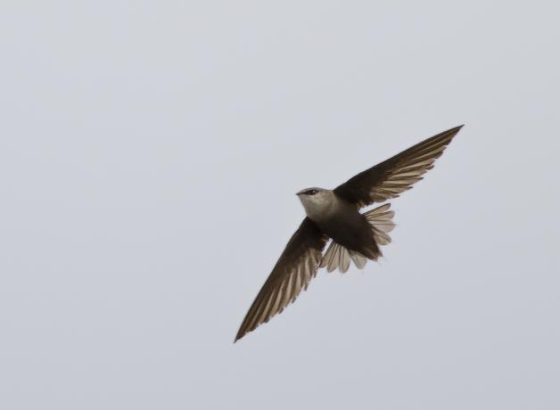 Chimney Swift in flight