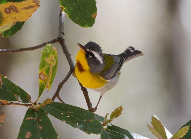 Crescent-chested Warbler
