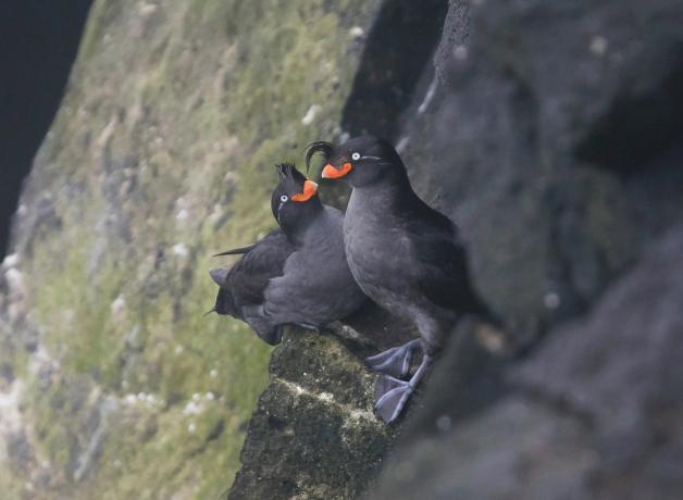 A pair of Crested Auklets on a rocky ledge. One is looking at the other; both are black and dark grey with pale eyes and short broad vivid orange beaks.