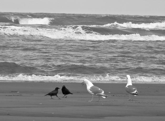Crows and gulls at the shore