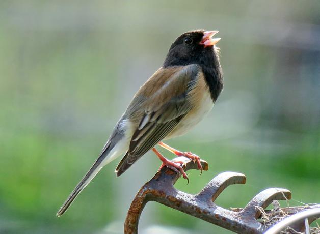 Dark-eyed Junco