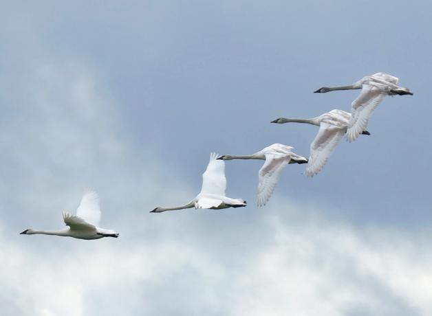 Swans in flight