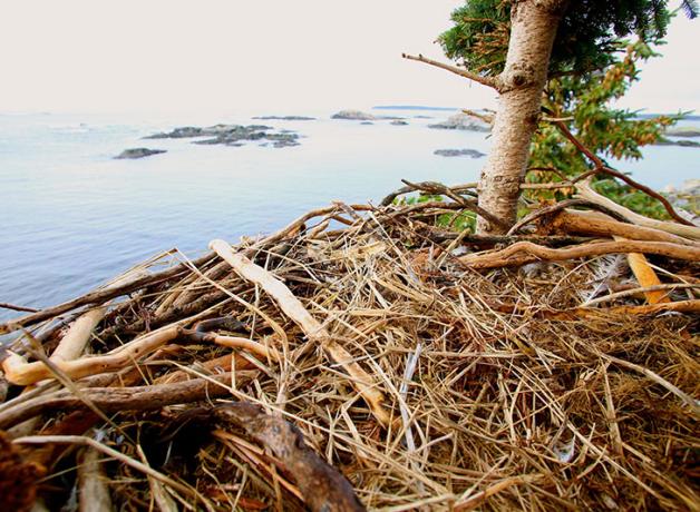 Inside view of Bald Eagle's nest lined with dried kelp, with 