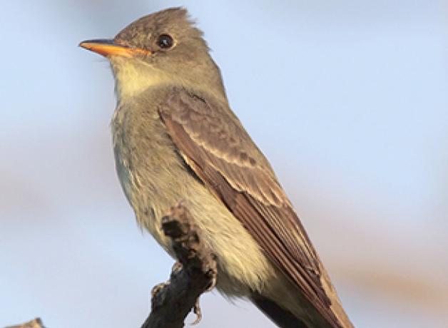 Eastern Wood-Pewee