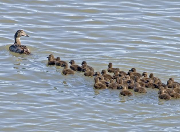 Female Common Eider with a creche of chicks