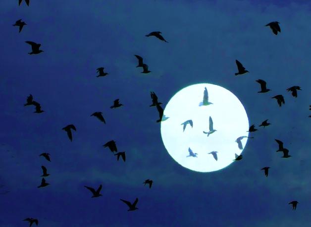 Migrating birds across full moon