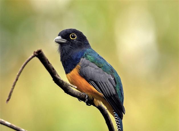 Gartered Trogon perched on branch