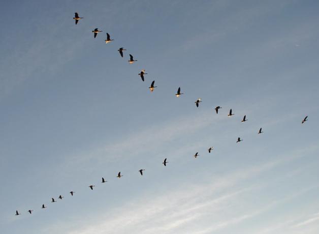 A flock of geese flying in V formation across a partly cloudy sky