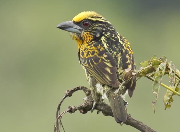 Gilded Barbet