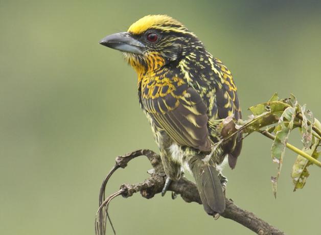 Gilded Barbet