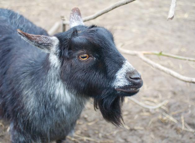 Goat