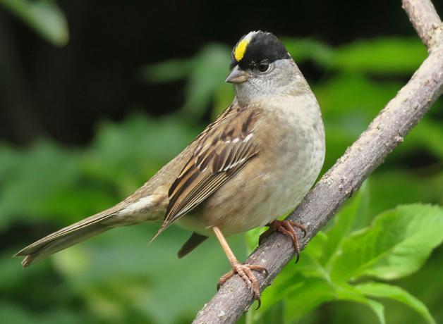 Golden-crowned Sparrow