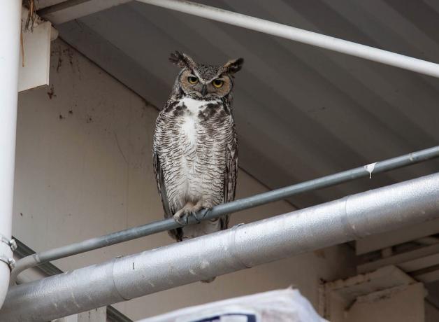 Great Horned Owl perched on railing in urban area