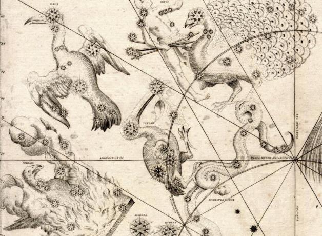 A section of Johann Bayer's Uraniometria of Southern Birds